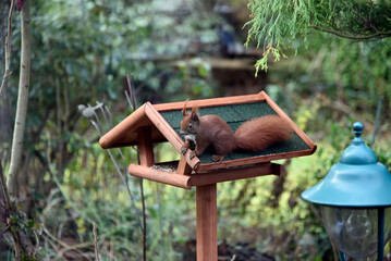 Eichhörnchen im Garten