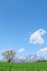 小岩井農場の一本桜と岩手山。雫石、岩手、日本。４月下旬。