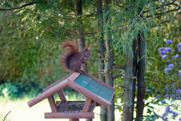 Eichhörnchen im Garten