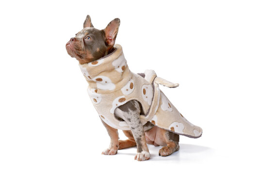 Merle French Bulldog dogs wearing bathrobe coat made from fleece fabric on white background