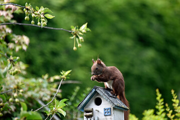 Eichhörnchen im Garten