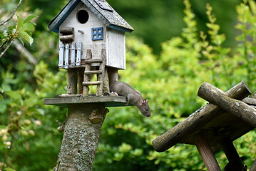 Die Maus im Vogelhaus