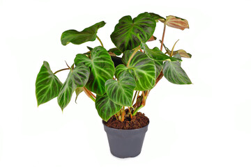 Exotic  'Philodendron Verrucosum' houseplant with dark green veined velvety leaves on white background