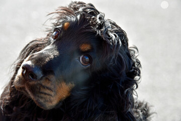 Cocker Spaniel Blick