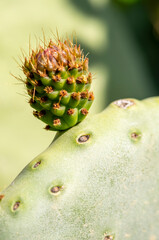 Buds and flower of prickly pear against the sun.