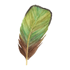 Bird feather. Watercolor illustration.