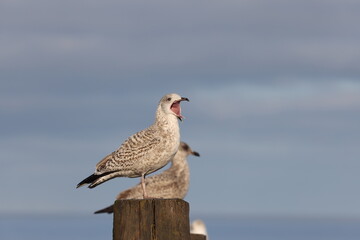 Gull on the Norfolk Coast on Walcott beach