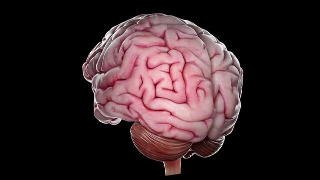 3D rendered medical animation of the brain