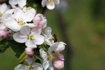 Bee collects nectar and pollinates flowers of flowering apple tree fruit tree in garde