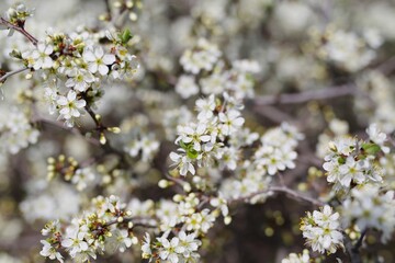 Park with beautiful trees, pink, white blossoms. The street smells of spring and love. Nature wakes up, colors delight the eyes, beautiful nature