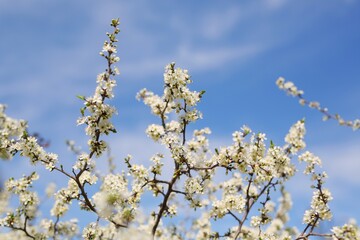 Park with beautiful trees, pink, white blossoms. The street smells of spring and love. Nature wakes up, colors delight the eyes, beautiful nature