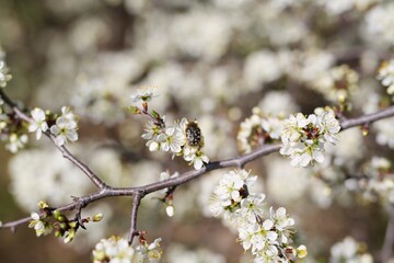 Park with beautiful trees, pink, white blossoms. The street smells of spring and love. Nature wakes up, colors delight the eyes, beautiful nature