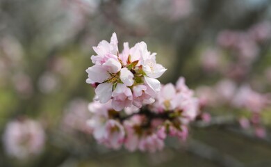 Park with beautiful trees, pink, white blossoms. The street smells of spring and love. Nature wakes up, colors delight the eyes, beautiful nature