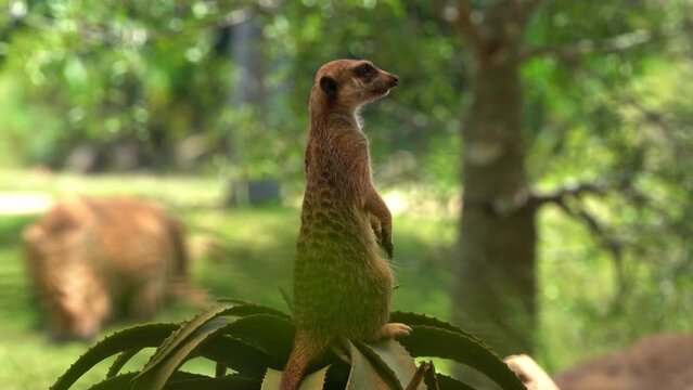 African small mongoose, meerkat, suricata suricatta on sentry duty, standing on its hind legs, perch on a high point, guarding the perimeter, selective focus close up shot.