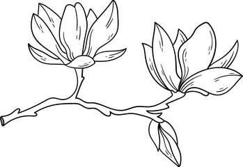 Blooming magnolia on branch line art Contemporary floral design © Mykola Syvak