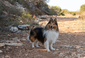 Sheltie - dwarf  Scottish Shepherd - collie stands on a path in the Carmel forest near Haifa, a city in northern Israel