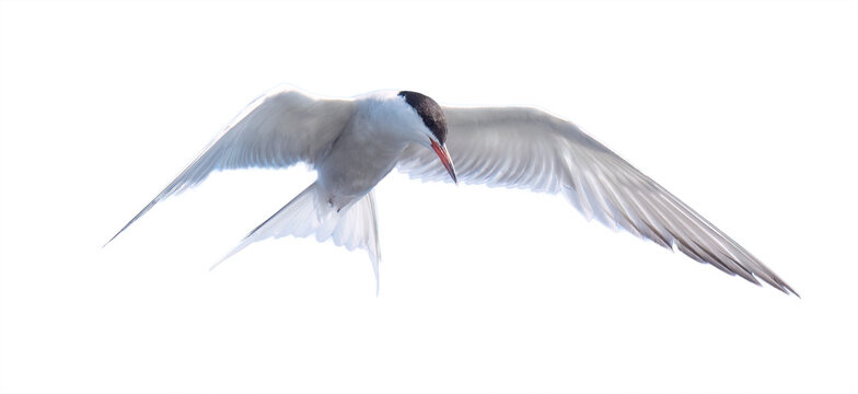 Common tern (Sterna hirundo) flying