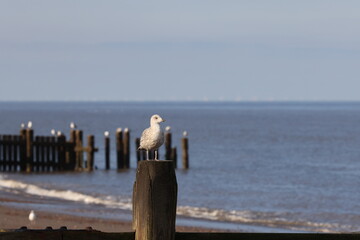 Gull on the Norfolk Coast on Walcott beach