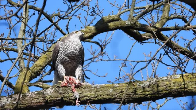 Habicht (Accipiter gentilis)