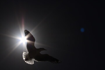 Seagull sun ray