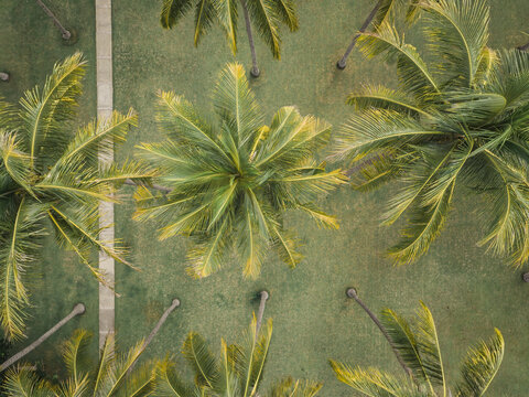 Aerial view of palms