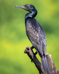 indian cormorant or Indian shag or Phalacrocorax fuscicollis portrait Non breeding bird with blue iris in natural green background at keoladeo national park bird sanctuary bharatpur rajasthan india
