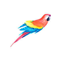 A red tropical parrot on an isolated background. Macaw parrot. Watercolor illustration. The tropics. Birds.