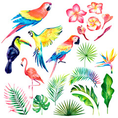 A set of tropical birds, monstera, palm branch, plumeria. A tropical set of isolates. Exotic birds. Tropical plants. Watercolor illustration.