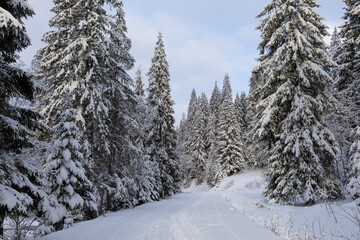 Snow-covered firs in the winter forest. Winter landscape