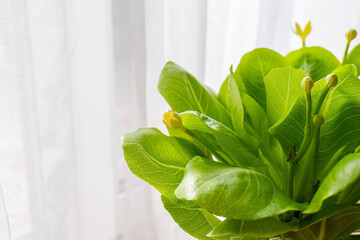 Hawaiian palm (Brighamia insignis) blooming with flowers. This houseplant is known as olulu or cabbage on a stick. Endangered species native to Hawaii