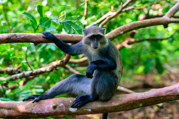 Endangered Zanzibar red colobus monkey (Procolobus kirkii), Jozani forest, Zanzibar
