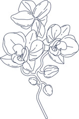 Orchid bouquet contemporary floral design Beautiful flowers