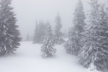 Snow-covered forest in a mist of clouds. Winter landscape