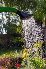 Frühlingsblumen mit Wasser aus einer grünen Gießkanne gießen © Schlossherr