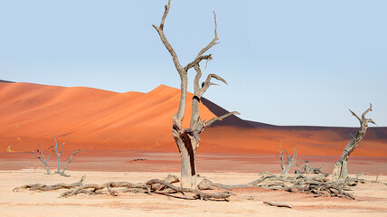 Dead Vlei in Namib desert, peoples climbing to top of dune, Namibia, Southern Africa 