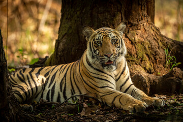Naklejka premium fine art portrait of Indian wild bengal male tiger or panthera tigris tigris in morning jungle safari or drive at bandhavgarh national park or tiger reserve madhya pradesh india asia