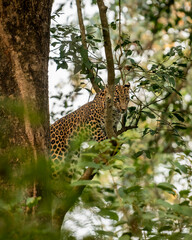 wild male leopard or panther or panthera pardus fusca on tree trunk in natural green background at dhikala zone of jim corbett national park forest uttarakhand india asia