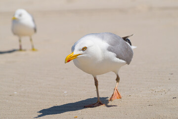 Herring gull on the beach is looking at you