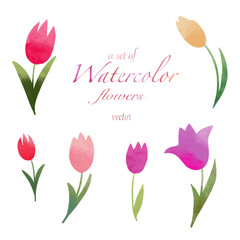 A set of beautiful spring watercolor tulip flowers. Vector illustration.