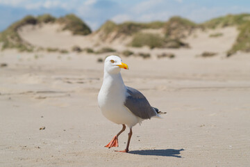 Close-up of the herring gull on the beach 