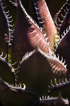 Spines of a coastal century plant (Agave shawii) on the coast at La Bufadora near Ensenada, Baja California, Mexico.