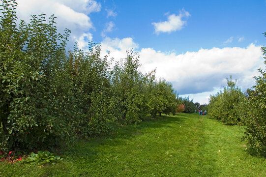 The apple orchard at Stuart's Fruit Farm in Granite Spring, New York.