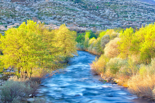 Cherry blossom in the Valley Jerte