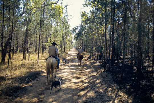 Two men muster cattle in the Queensland forest near Chinchilla, Australia.