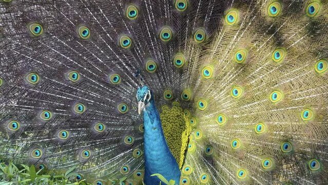 A blue and green peacock making a defensive move to intimidate his attacker
