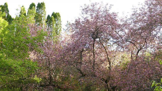 View of trees with green and pink leaves, blooming trees in nature