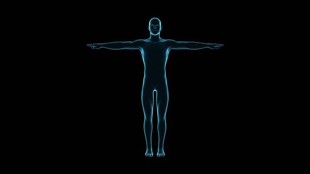 Human body. Human model rotation. Bioengineering and medical technology concept.