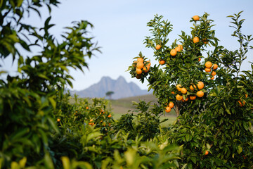 Fototapeta na wymiar Fruit trees laden with mandarin oranges ready for harvest in mountain orchard.