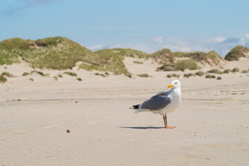 Seagull, dunes, blue sky and beach - vacation at the sea