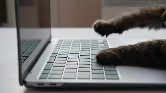 Cat using the computer. Cat Paw using Laptop. Side View Close Up. Home Office. Fluffy Feline Paws Typing on the Keyboard, Scrolling Swiping and Tapping Touchpad. Animals and Pets Using Technology. 4K